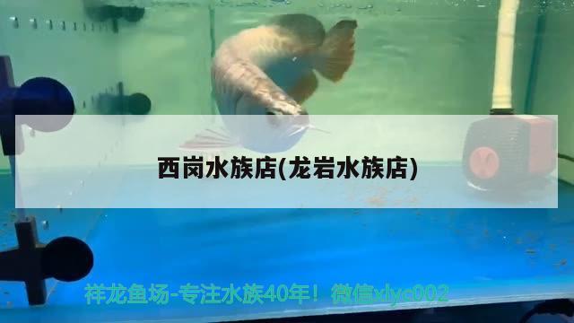 西崗水族店(龍巖水族店) 肺魚(yú)