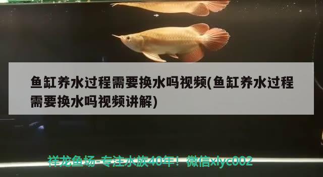 魚缸養(yǎng)水過程需要換水嗎視頻(魚缸養(yǎng)水過程需要換水嗎視頻講解) 養(yǎng)魚的好處