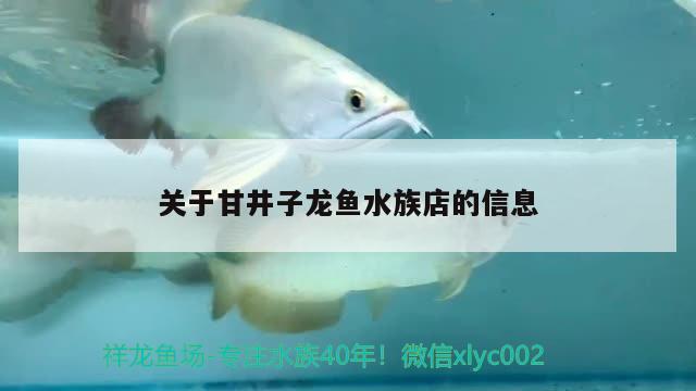 關于甘井子龍魚水族店的信息 B級過背金龍魚