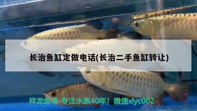 長治魚缸定做電話(長治二手魚缸轉(zhuǎn)讓) 撒旦鴨嘴魚