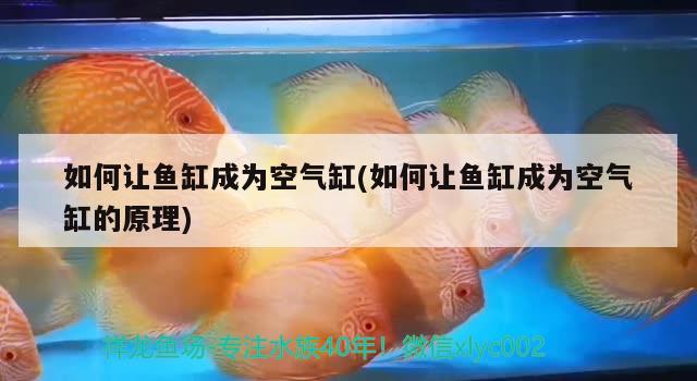 如何讓魚缸成為空氣缸(如何讓魚缸成為空氣缸的原理) 魚缸風(fēng)水