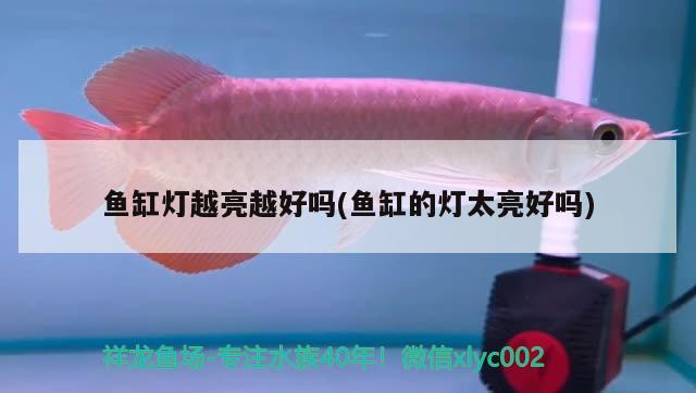 魚缸燈越亮越好嗎(魚缸的燈太亮好嗎) 魚缸/水族箱