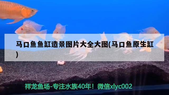 馬口魚魚缸造景圖片大全大圖(馬口魚原生缸) 肥料