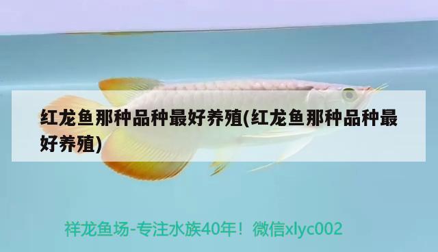 紅龍魚那種品種最好養(yǎng)殖(紅龍魚那種品種最好養(yǎng)殖) 龍魚百科