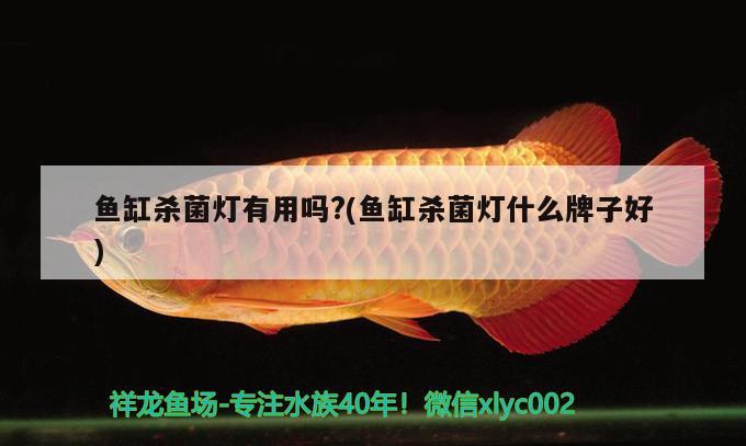 魚(yú)缸殺菌燈有用嗎?(魚(yú)缸殺菌燈什么牌子好) 魚(yú)缸風(fēng)水