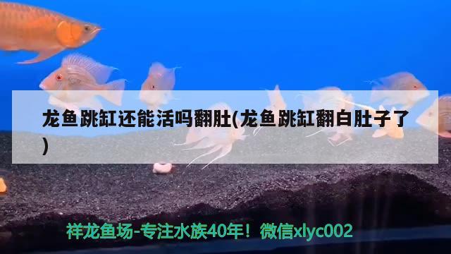 龍魚跳缸還能活嗎翻肚(龍魚跳缸翻白肚子了)