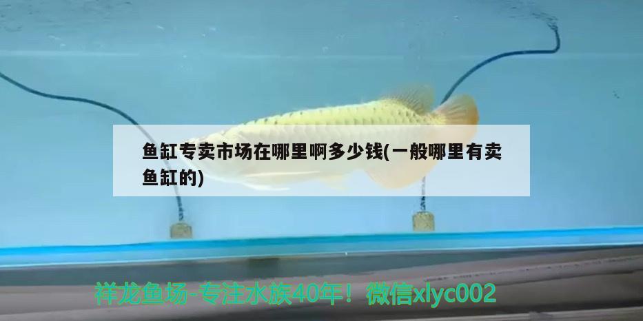 魚缸專賣市場在哪里啊多少錢(一般哪里有賣魚缸的) 非洲象鼻魚