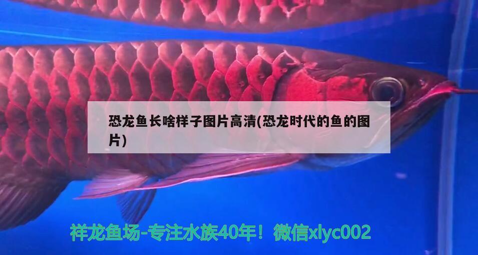 恐龍魚長啥樣子圖片高清(恐龍時(shí)代的魚的圖片) 泰龐海蓮魚