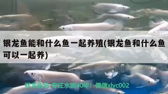 銀龍魚能和什么魚一起養(yǎng)殖(銀龍魚和什么魚可以一起養(yǎng))