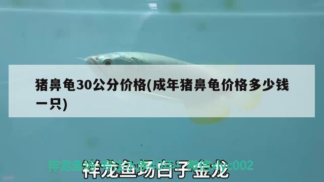 豬鼻龜30公分價格(成年豬鼻龜價格多少錢一只) 豬鼻龜 第1張