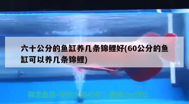 六十公分的魚缸養(yǎng)幾條錦鯉好(60公分的魚缸可以養(yǎng)幾條錦鯉) 球鯊魚