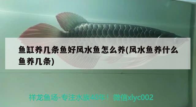 魚缸養(yǎng)幾條魚好風水魚怎么養(yǎng)(風水魚養(yǎng)什么魚養(yǎng)幾條) 魚缸風水