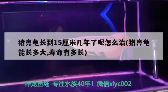 豬鼻龜長到15厘米幾年了呢怎么治(豬鼻龜能長多大,壽命有多長) 豬鼻龜