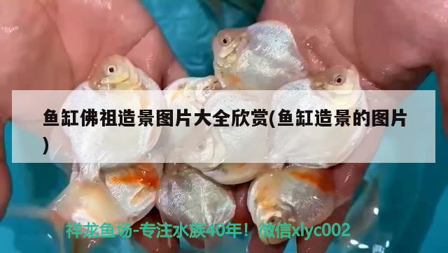 魚缸佛祖造景圖片大全欣賞(魚缸造景的圖片) 泰龐海蓮魚