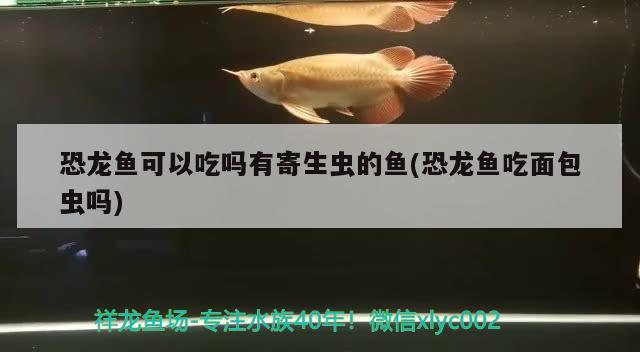 恐龍魚可以吃嗎有寄生蟲的魚(恐龍魚吃面包蟲嗎) 黑白雙星魚