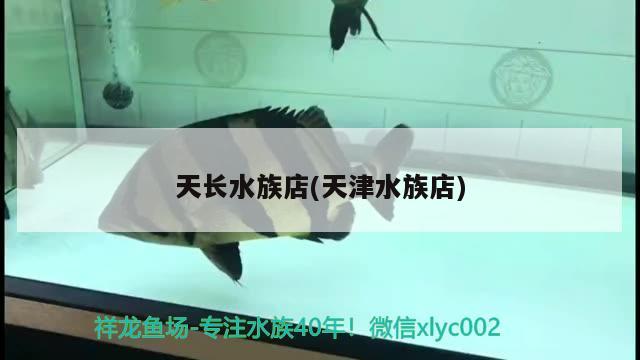 天長水族店(天津水族店) 黃金斑馬魚