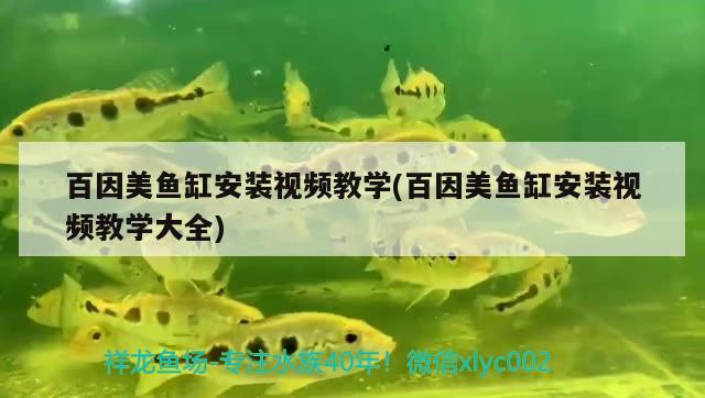 百因美魚(yú)缸安裝視頻教學(xué)(百因美魚(yú)缸安裝視頻教學(xué)大全) 三色錦鯉魚(yú)