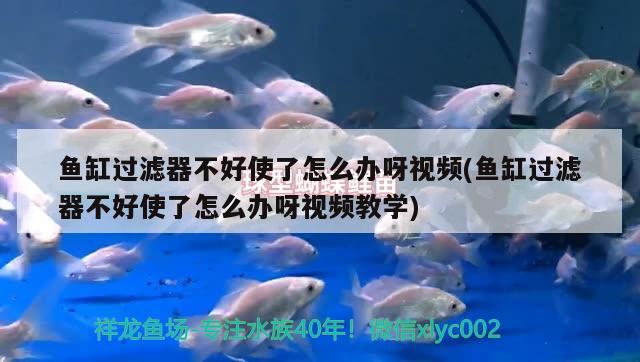 魚缸過濾器不好使了怎么辦呀視頻(魚缸過濾器不好使了怎么辦呀視頻教學(xué))