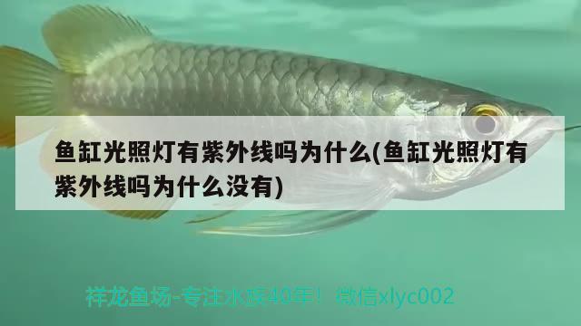 魚缸光照燈有紫外線嗎為什么(魚缸光照燈有紫外線嗎為什么沒有)