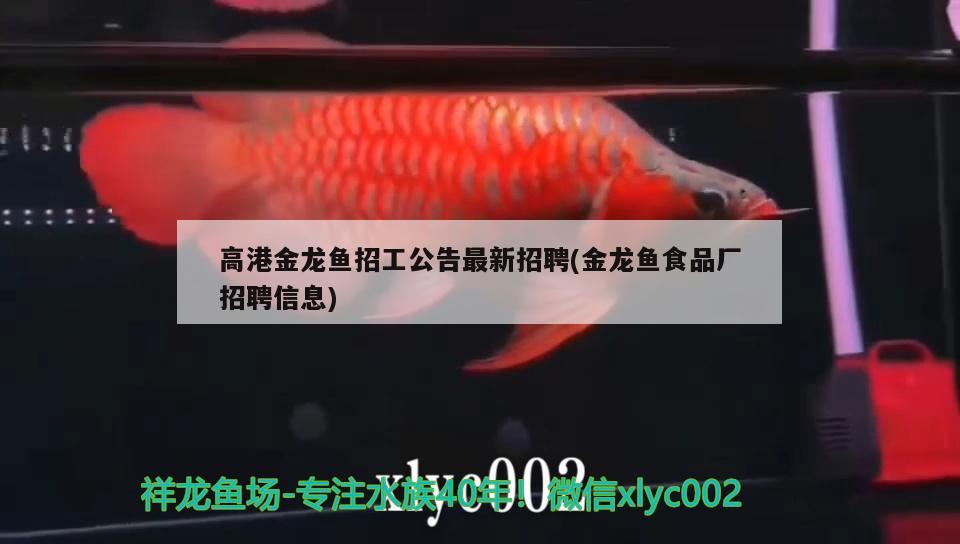 高港金龍魚招工公告最新招聘(金龍魚食品廠招聘信息) 狗仔招財貓魚