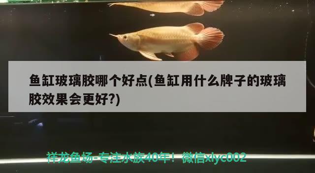 魚缸玻璃膠哪個好點(魚缸用什么牌子的玻璃膠效果會更好？) 魚缸水泵