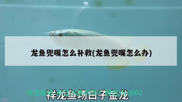 龍魚兜嘴怎么補(bǔ)救(龍魚兜嘴怎么辦) 魚缸水泵