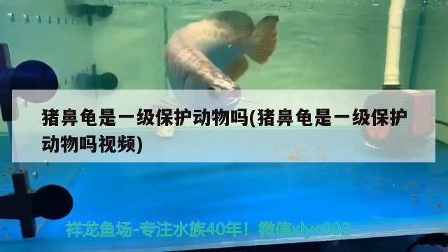 豬鼻龜是一級保護動物嗎(豬鼻龜是一級保護動物嗎視頻) 豬鼻龜百科