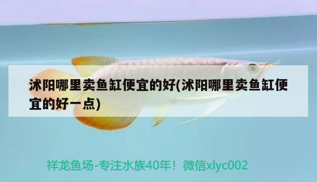 沭陽哪里賣魚缸便宜的好(沭陽哪里賣魚缸便宜的好一點) 青龍魚