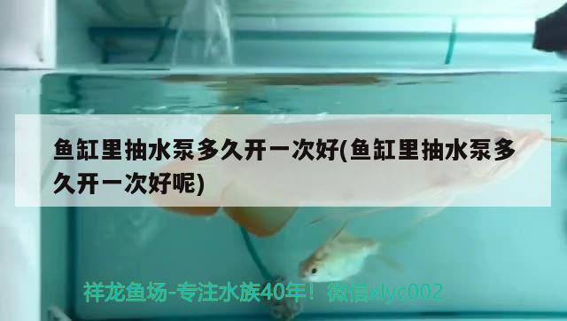 魚缸里抽水泵多久開一次好(魚缸里抽水泵多久開一次好呢) 七紋巨鯉魚