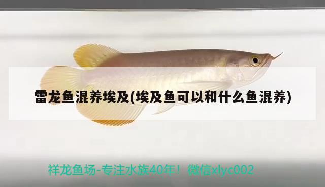 雷龍魚混養(yǎng)埃及(埃及魚可以和什么魚混養(yǎng)) 蘇虎