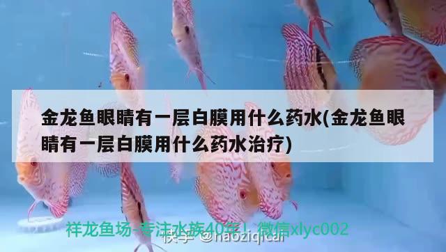 金龍魚(yú)眼睛有一層白膜用什么藥水(金龍魚(yú)眼睛有一層白膜用什么藥水治療) 藍(lán)底過(guò)背金龍魚(yú)