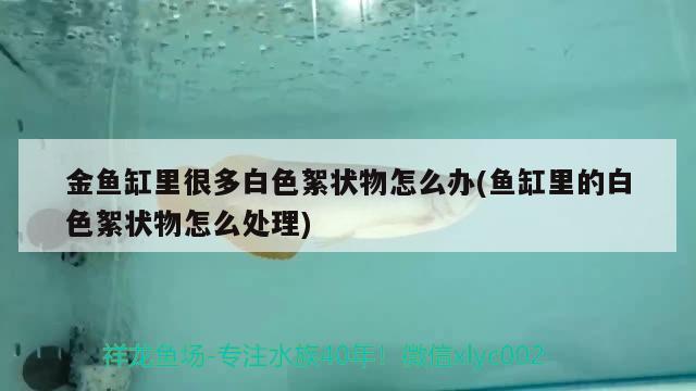 金魚缸里很多白色絮狀物怎么辦(魚缸里的白色絮狀物怎么處理) 元寶鳳凰魚百科