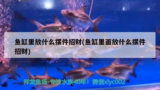 魚缸里放什么擺件招財(cái)(魚缸里面放什么擺件招財(cái))