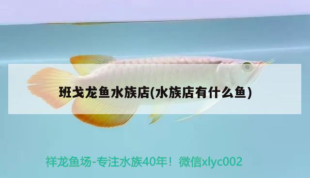 班戈龍魚水族店(水族店有什么魚)