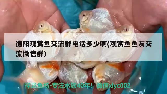 德陽觀賞魚交流群電話多少啊(觀賞魚魚友交流微信群) 紅魔王銀版魚