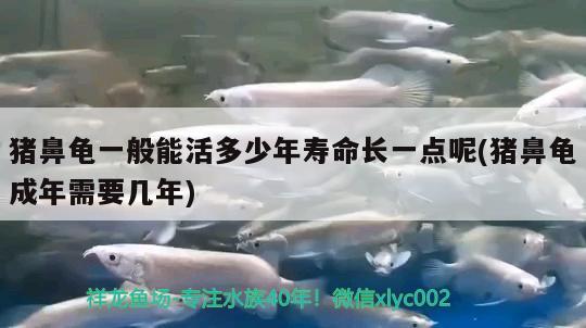 豬鼻龜一般能活多少年壽命長一點呢(豬鼻龜成年需要幾年)