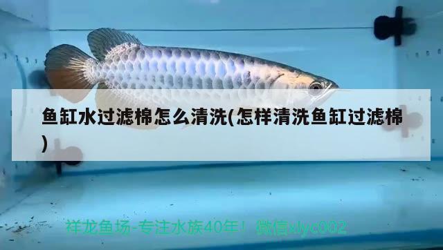 魚(yú)缸水過(guò)濾棉怎么清洗(怎樣清洗魚(yú)缸過(guò)濾棉) 魚(yú)缸風(fēng)水