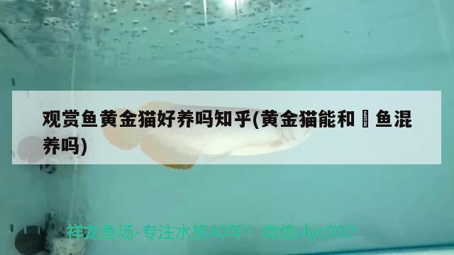 觀賞魚黃金貓好養(yǎng)嗎知乎(黃金貓能和魟魚混養(yǎng)嗎)