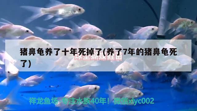 豬鼻龜養(yǎng)了十年死掉了(養(yǎng)了7年的豬鼻龜死了) 豬鼻龜百科