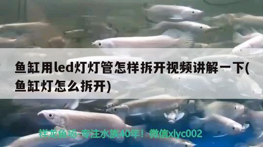 魚缸用led燈燈管怎樣拆開視頻講解一下(魚缸燈怎么拆開) 豹紋夫魚苗