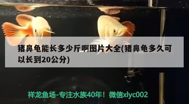 豬鼻龜能長多少斤啊圖片大全(豬鼻龜多久可以長到20公分) 豬鼻龜百科