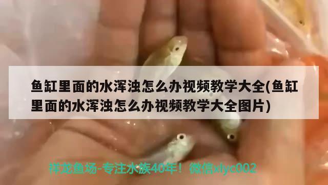 魚缸里面的水渾濁怎么辦視頻教學大全(魚缸里面的水渾濁怎么辦視頻教學大全圖片) 魚缸風水