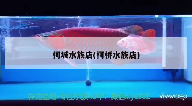 柯城水族店(柯橋水族店) 一眉道人魚苗