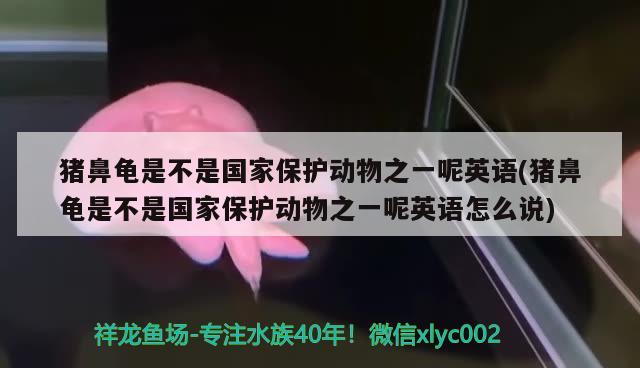 豬鼻龜是不是國家保護動物之一呢英語(豬鼻龜是不是國家保護動物之一呢英語怎么說) 豬鼻龜百科