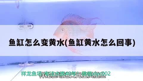 魚缸怎么變黃水(魚缸黃水怎么回事) 魚缸風(fēng)水