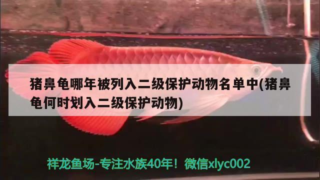 豬鼻龜哪年被列入二級(jí)保護(hù)動(dòng)物名單中(豬鼻龜何時(shí)劃入二級(jí)保護(hù)動(dòng)物)