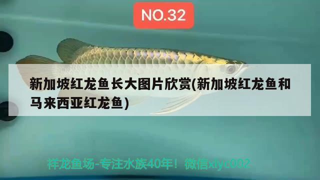 新加坡紅龍魚(yú)長(zhǎng)大圖片欣賞(新加坡紅龍魚(yú)和馬來(lái)西亞紅龍魚(yú)) 黃金夢(mèng)幻雷龍魚(yú)