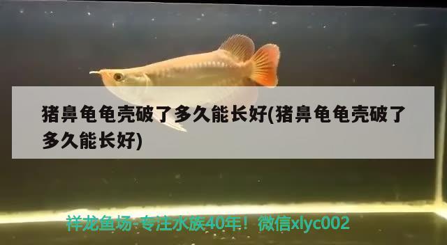 豬鼻龜龜殼破了多久能長(zhǎng)好(豬鼻龜龜殼破了多久能長(zhǎng)好)