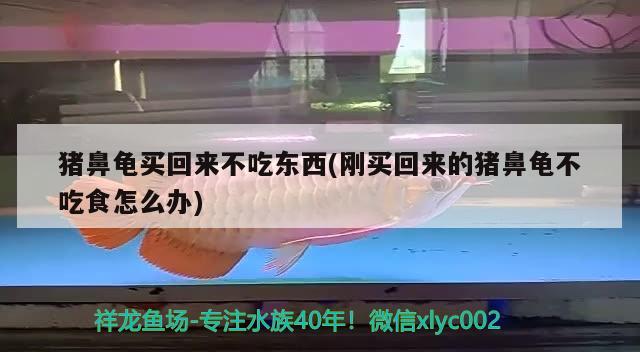 豬鼻龜買回來不吃東西(剛買回來的豬鼻龜不吃食怎么辦) 豬鼻龜