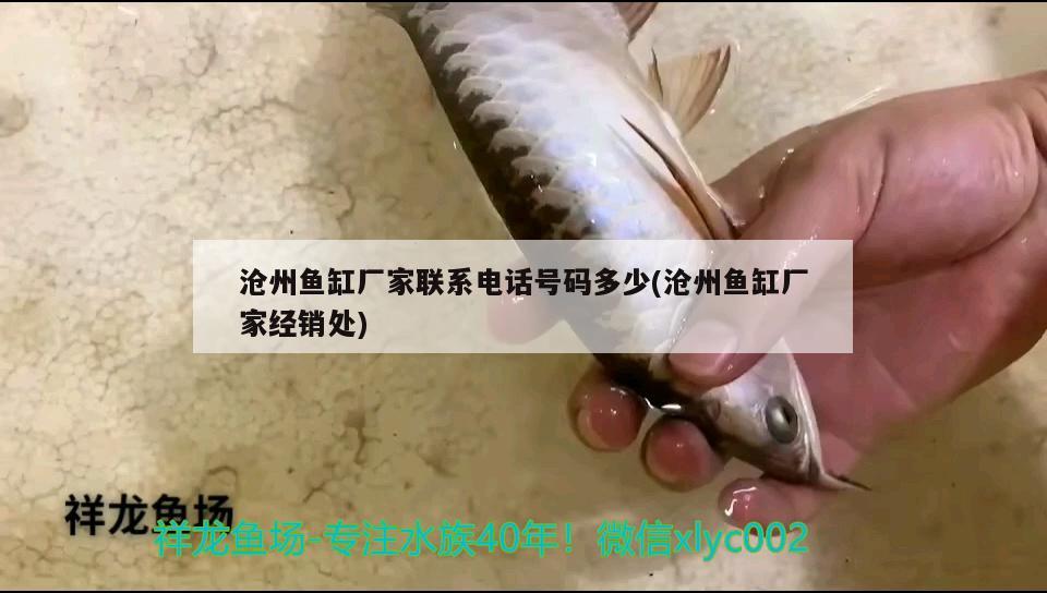 滄州魚缸廠家聯(lián)系電話號(hào)碼多少(滄州魚缸廠家經(jīng)銷處) 泰國(guó)虎魚